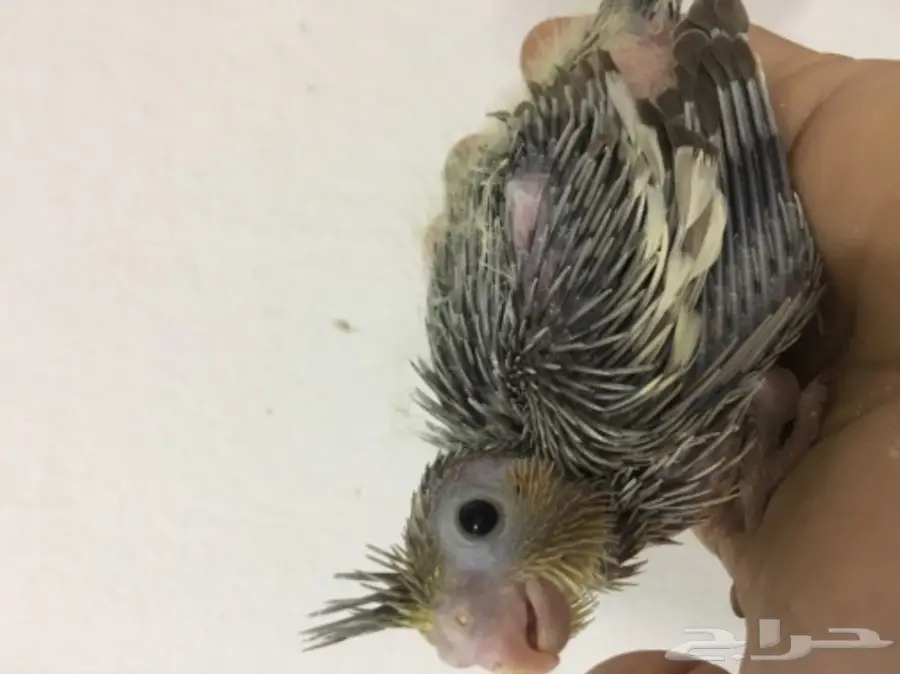 زوج كروان بفروخه  (image 8)