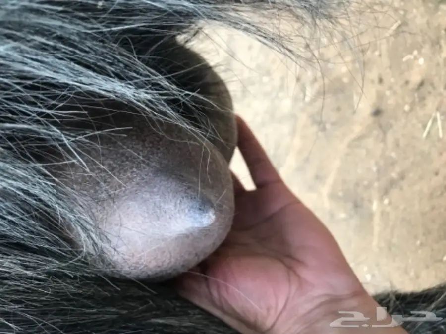 عنز حليب مصريه