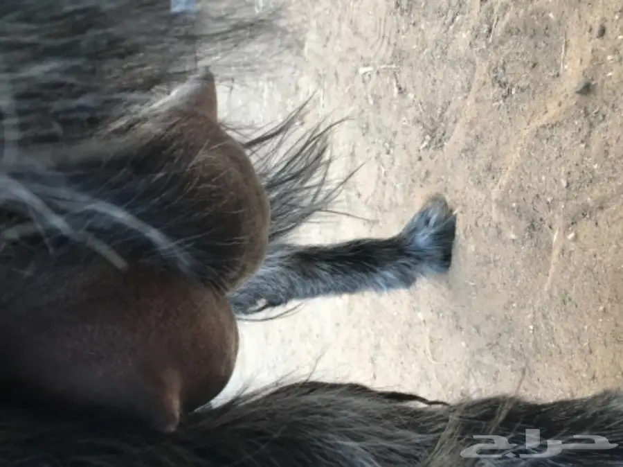 عنز حليب مصريه (image 1)