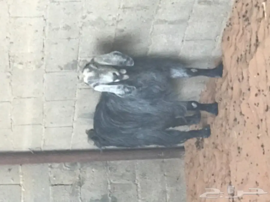 عنز حليب مصريه (image 2)