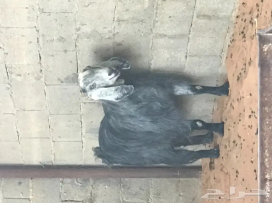 عنز حليب مصريه (image 3)