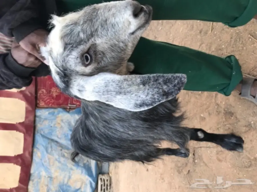 عنز حليب مصريه (image 4)