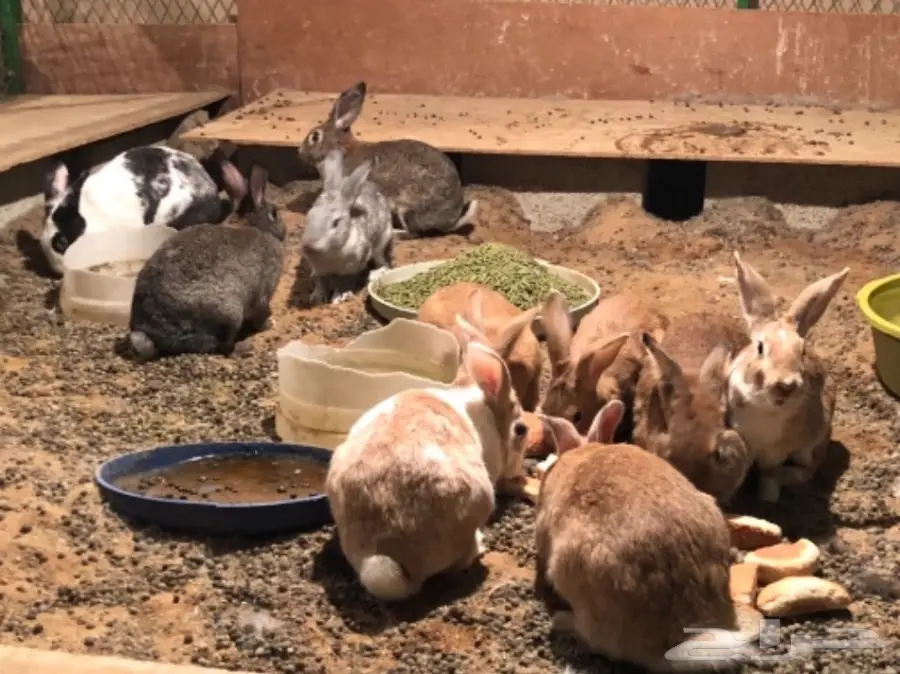 للبيع ارانب 