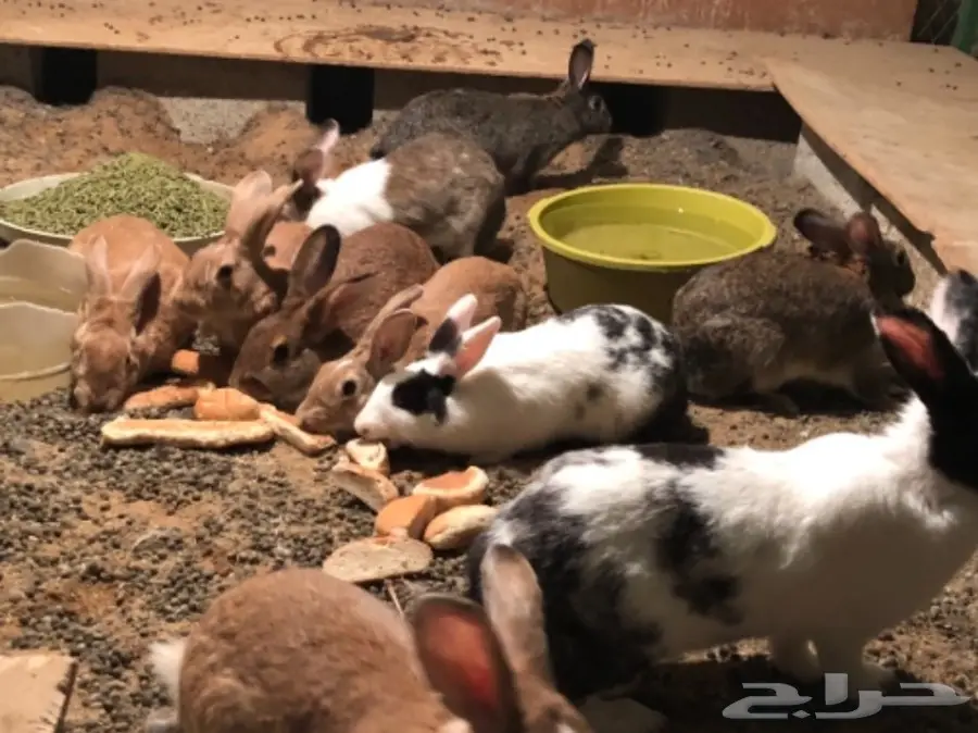 للبيع ارانب  (image 1)