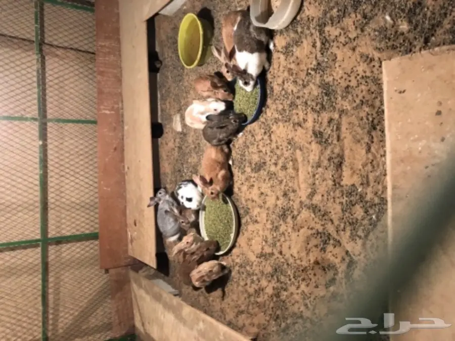 للبيع ارانب  (image 2)