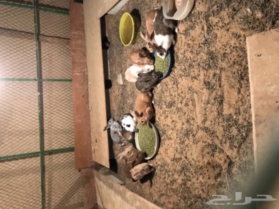للبيع ارانب  (image 3)