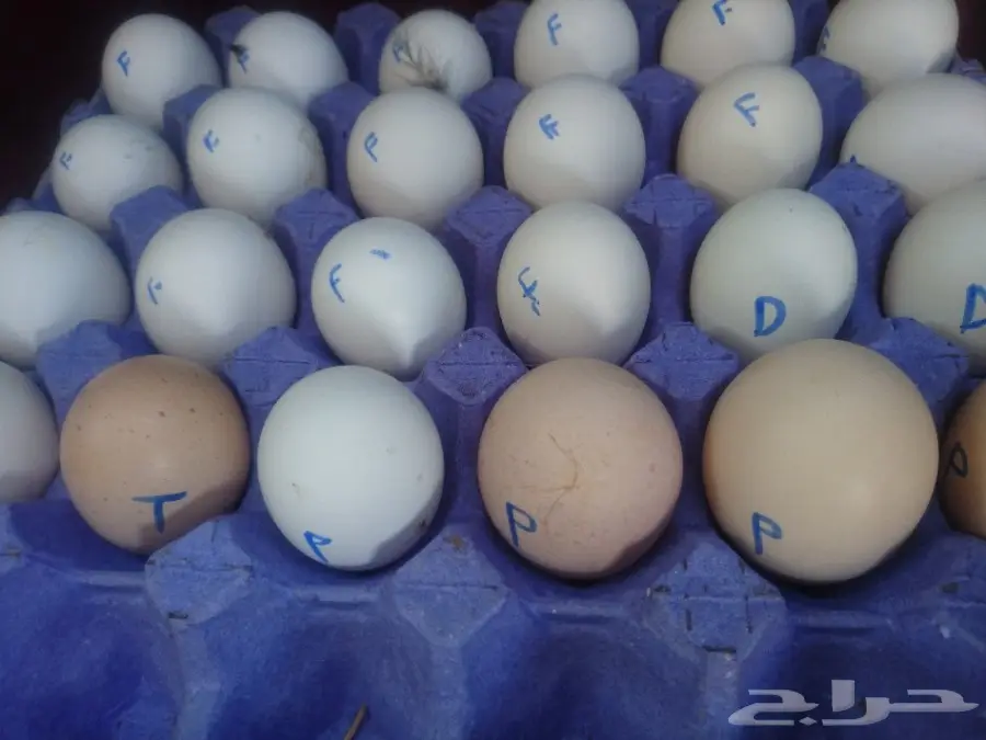 بيض مخصب 