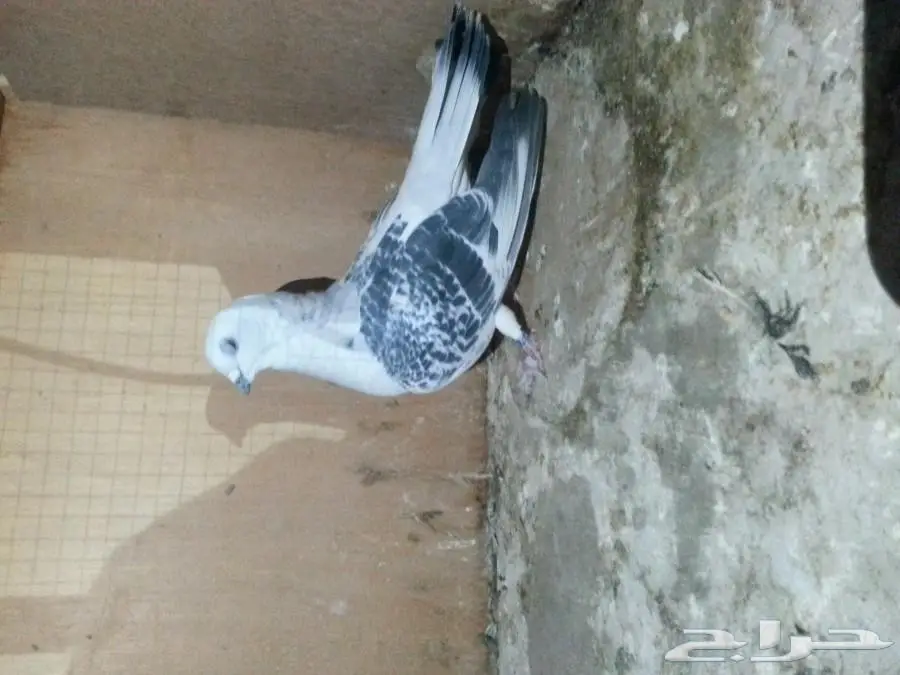 حمام سوري (image 1)