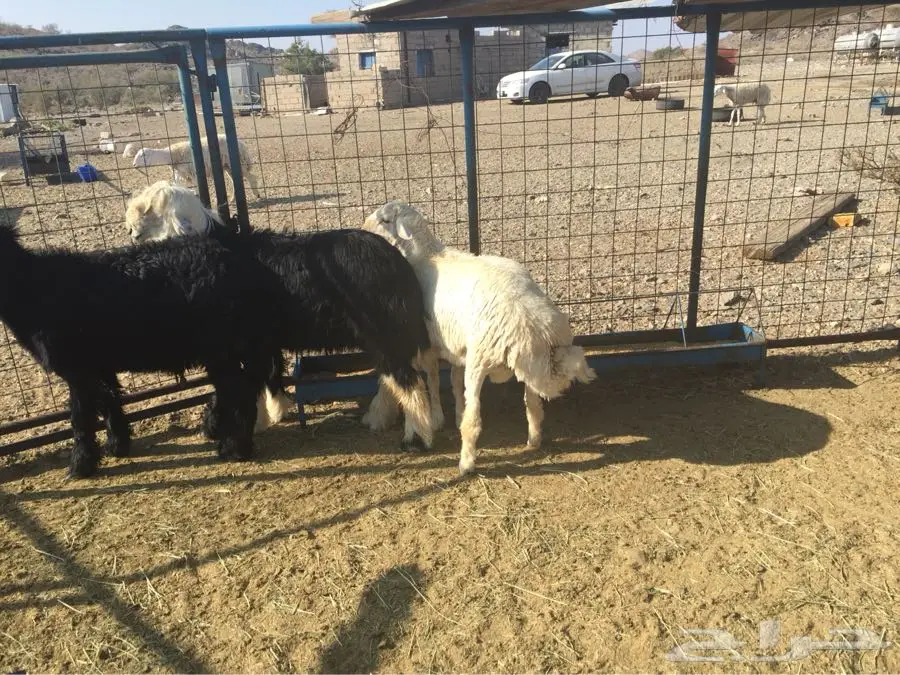 الطايف - السلام عليكم ورحمة (image 5)