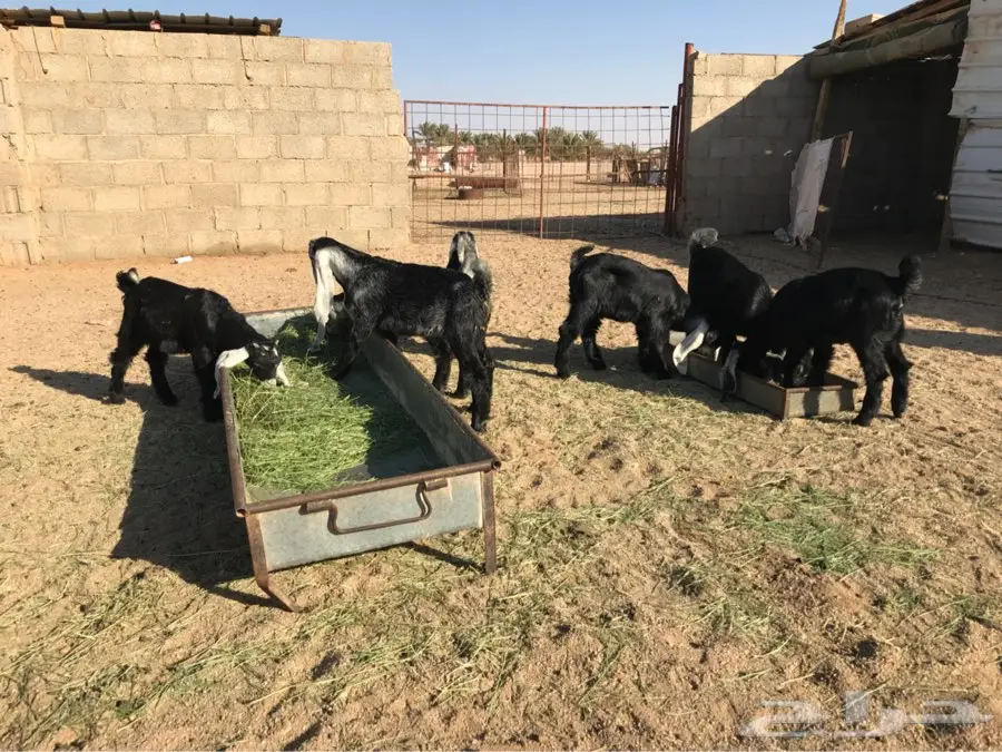تيوس للبيع (image 1)