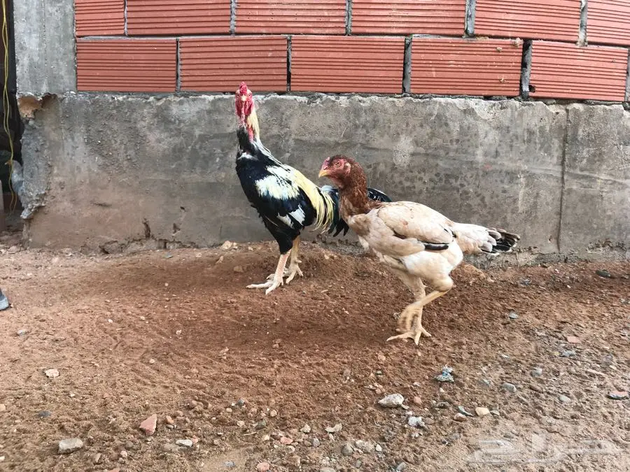 ديك ودجاجة باكستاني (image 4)