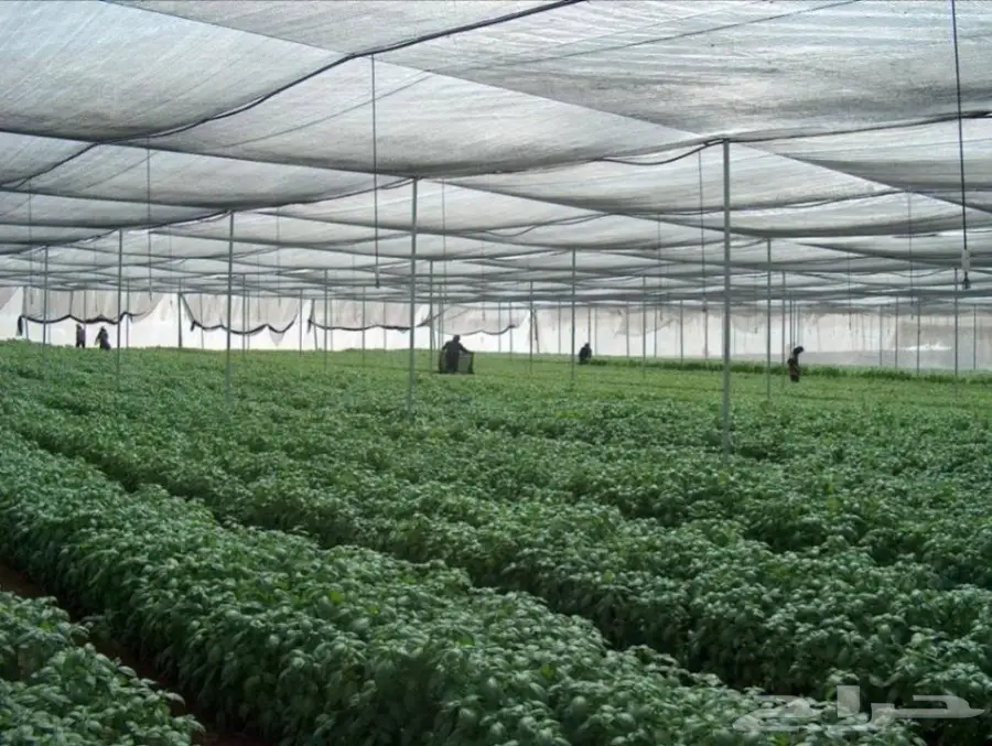 بيوت محمية (image 3)