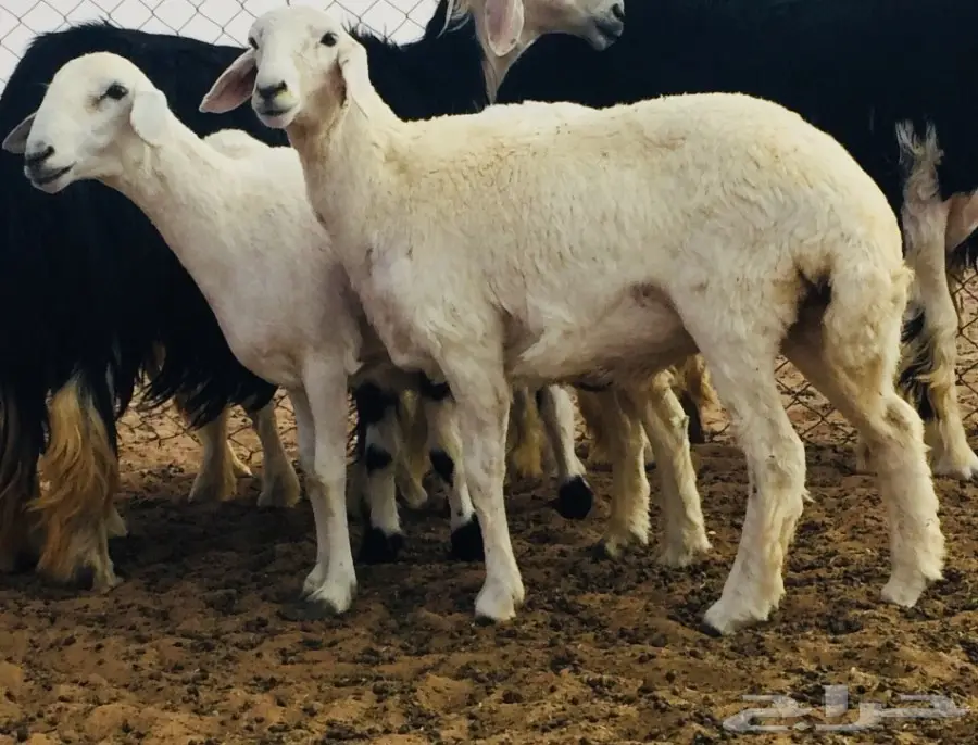 جذعه حريه ذبيحه طيبه 