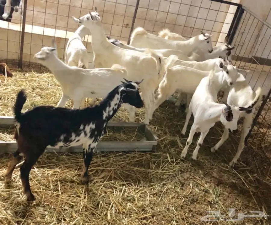 تيوس بيشيات (image 2)