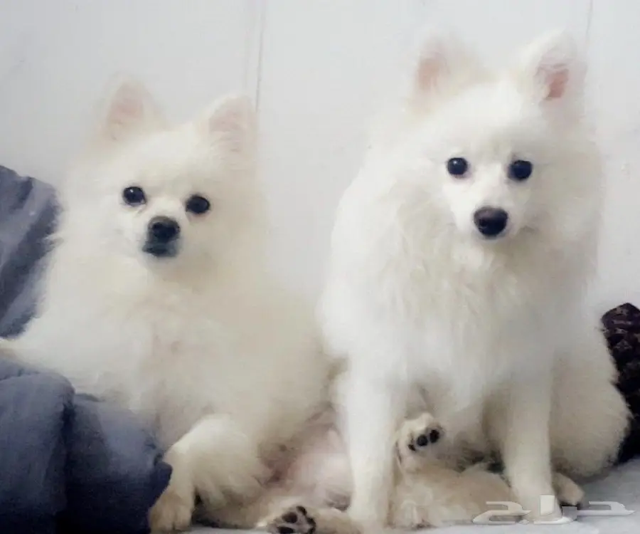 تبني صغار بوميرين - ذكور فقط! (image 1)