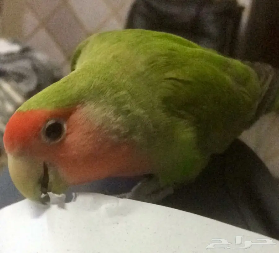 روز اليف (image 1)