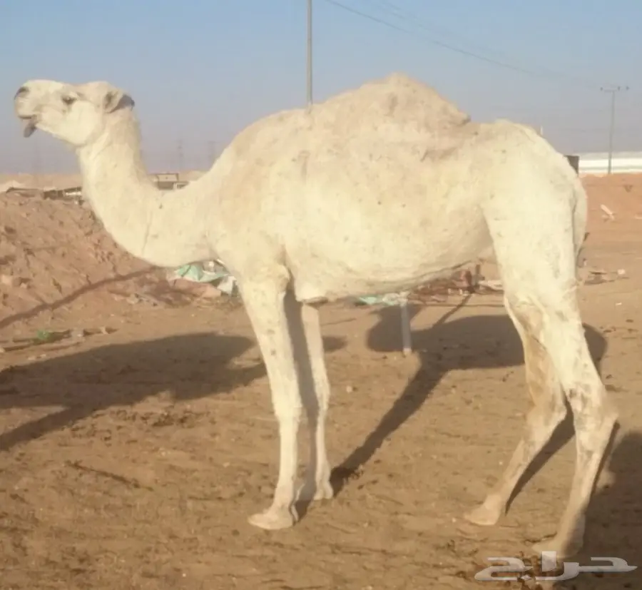 ناقه وضحى للبيع