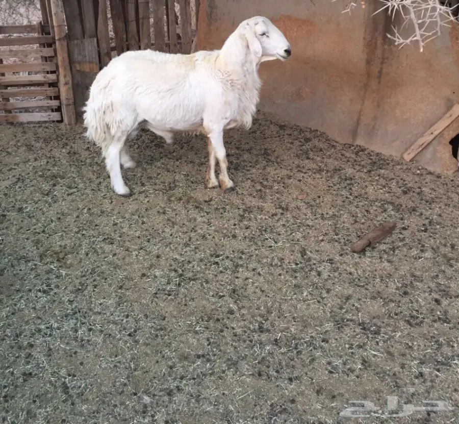 طلي فحل مشروط (image 2)