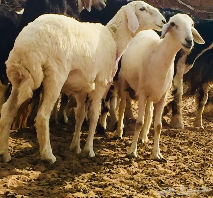 جذعه حريه ذبيحه طيبه  (image 2)