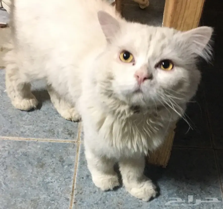 قطه للبيع 