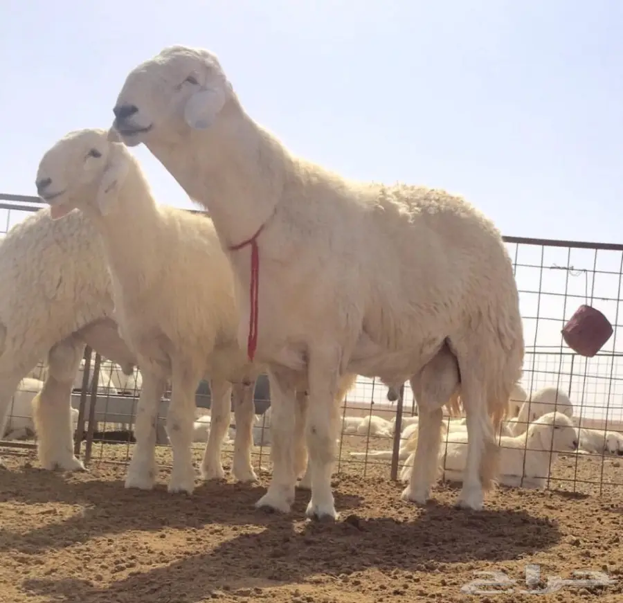 فحل قوي من سلالة نادرة - فرصة لا تُفوّت! (image 7)