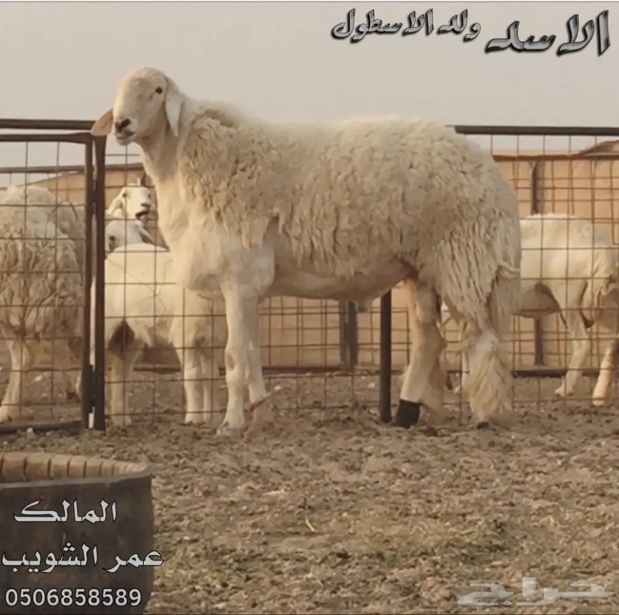 فحل قوي من سلالة نادرة - فرصة لا تُفوّت! (image 5)