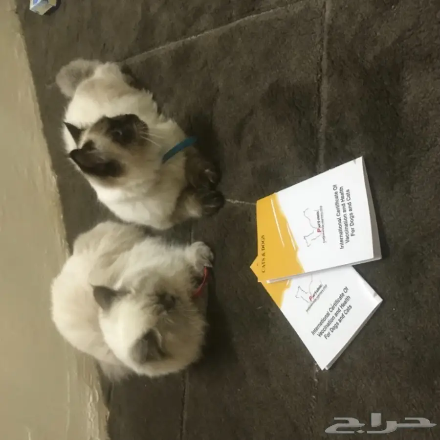 قطط الشيرازي تحب العب والنَاس 