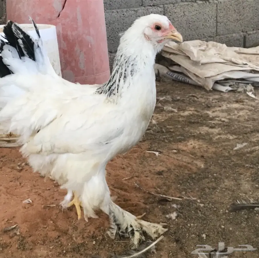 اطقم براهما (image 32)