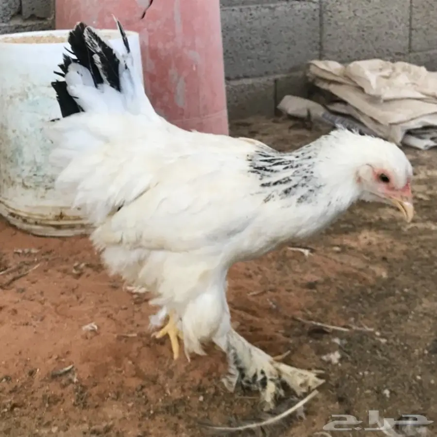 اطقم براهما (image 33)