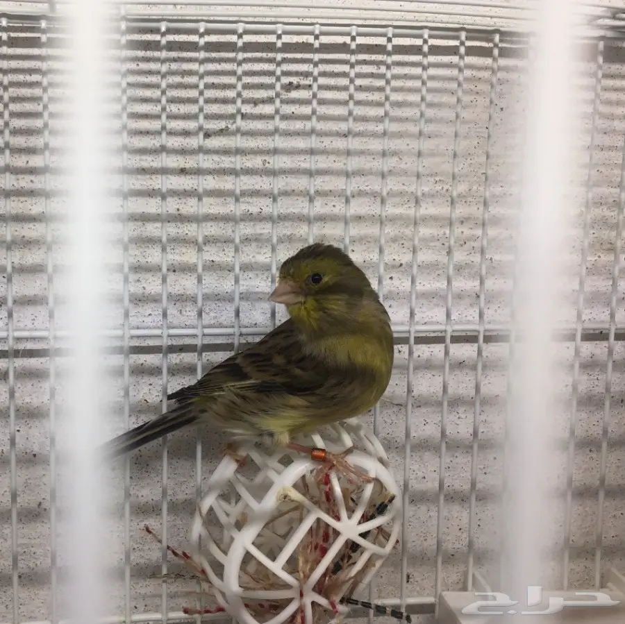 جوز كناري تمبرادو جاهز 