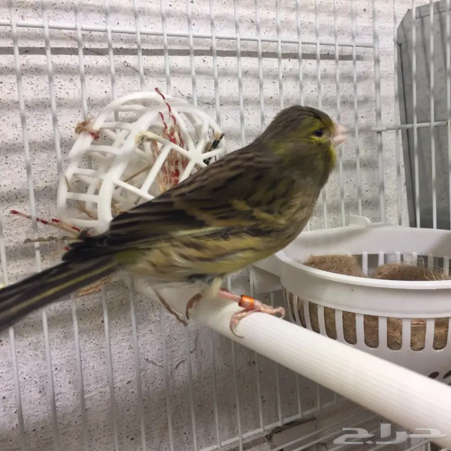 جوز كناري تمبرادو جاهز  (image 3)