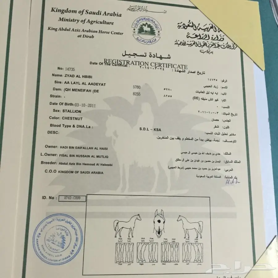 حصان عربي اصيل مصري للبيع (image 3)