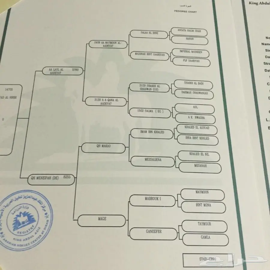 حصان عربي اصيل مصري للبيع (image 4)