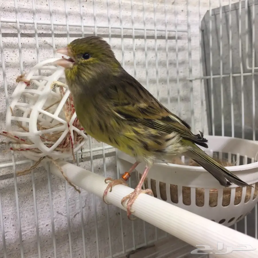 جوز كناري تمبرادو جاهز  (image 2)