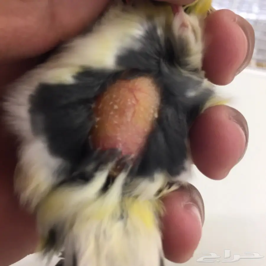 جوز كناري تمبرادو جاهز  (image 4)