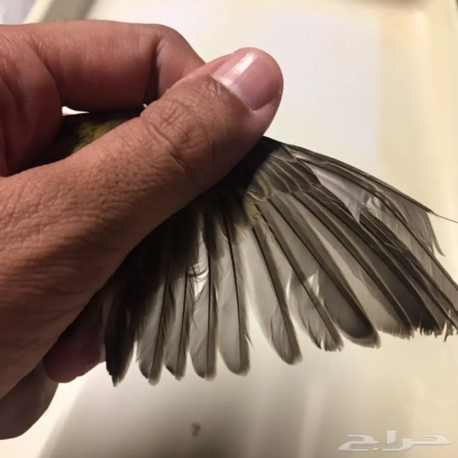 جوز كناري تمبرادو جاهز  (image 7)