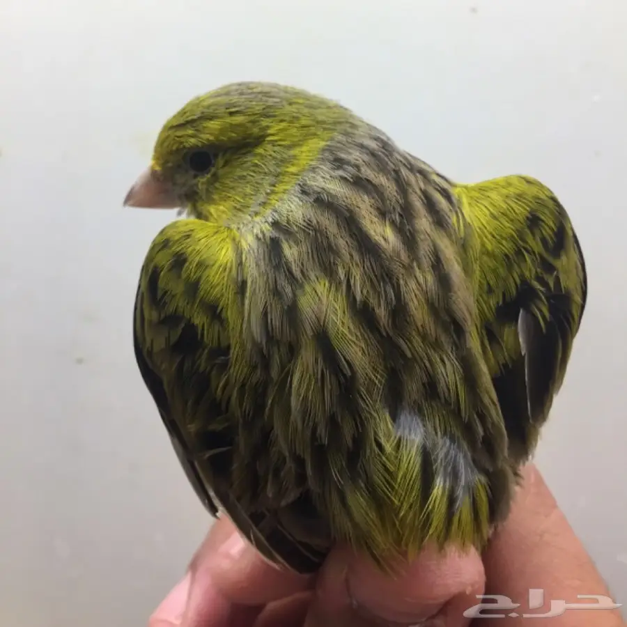 جوز كناري تمبرادو جاهز  (image 8)