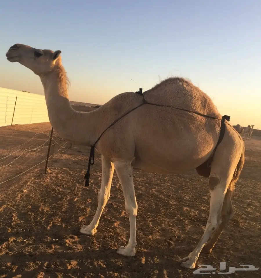 شقحاء خلفه - ضريبة وضحاء - قعدان مجهم وعفر  (image 2)