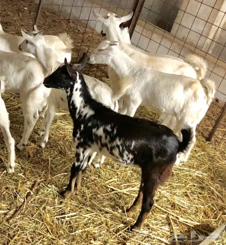 تيوس بيشيات سمان ونظيفه (image 2)