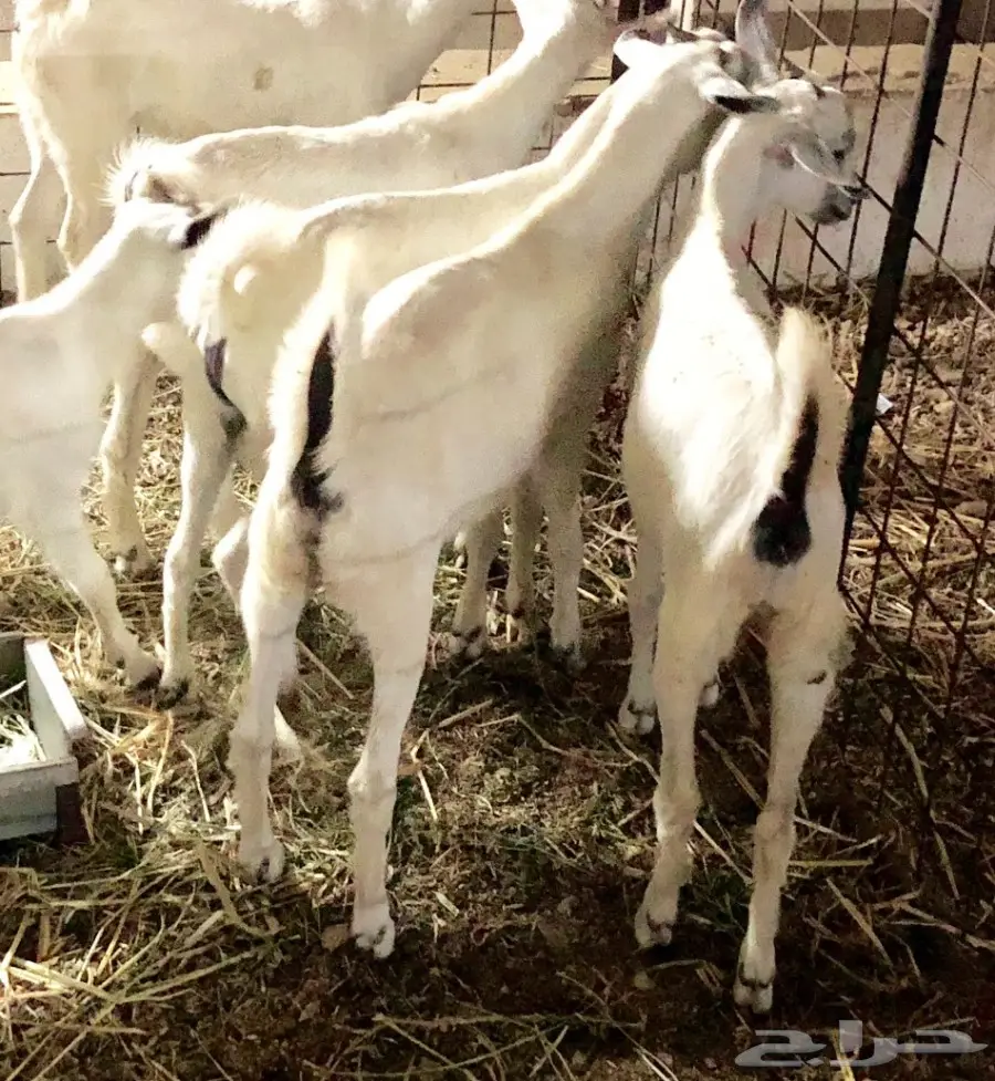 تيوس بيشيات (image 3)