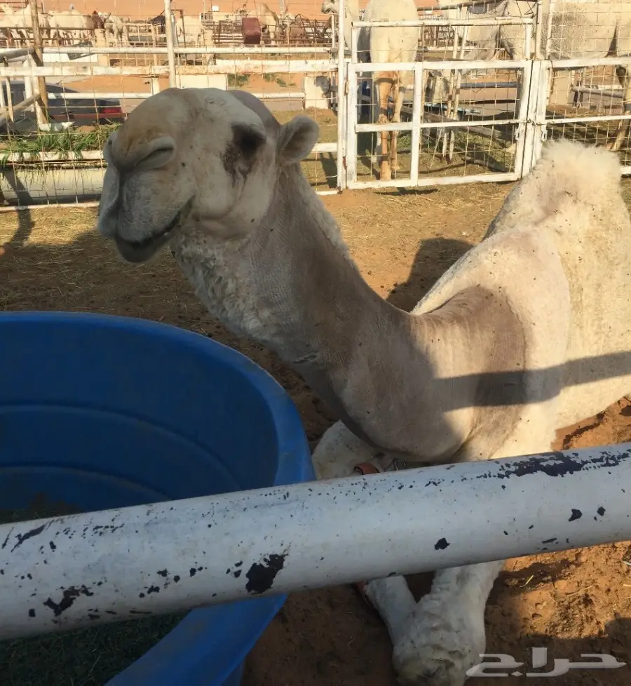 قعود باتلي فردي