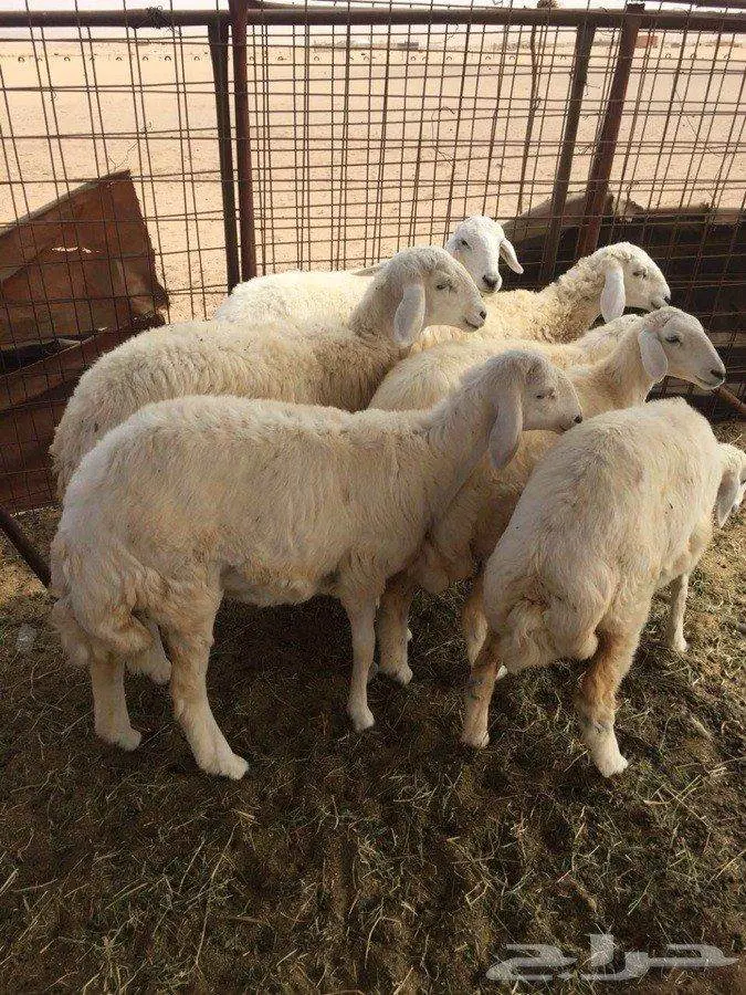 رخال حريه صنف الصنف للبيع