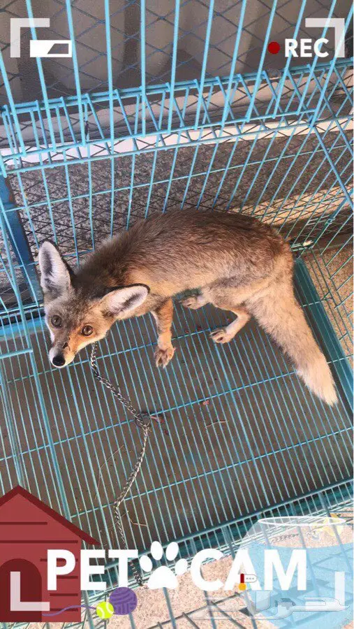 ثعلب اليف جدا 