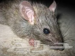 رش مبيدات  (image 4)