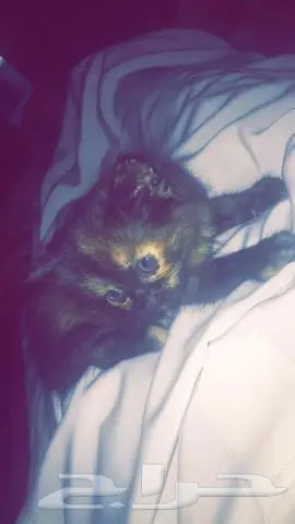 قطه شيرازيه بصغارها