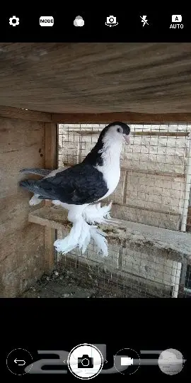 انث شيرازية سوبر جامبو منتجه باذن الله