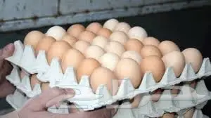 بيض بلدي للفقاسات