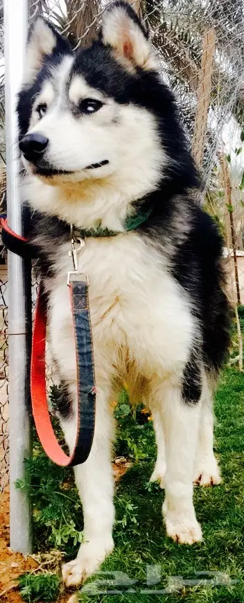 للبيع هاسكي الاسكا  (image 1)