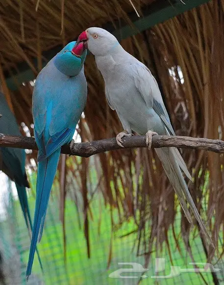 درة البيع مستعجل