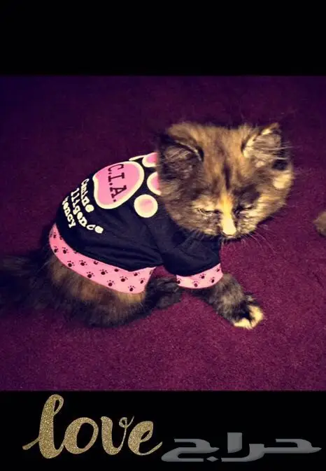 قطه للبيع للضرورة